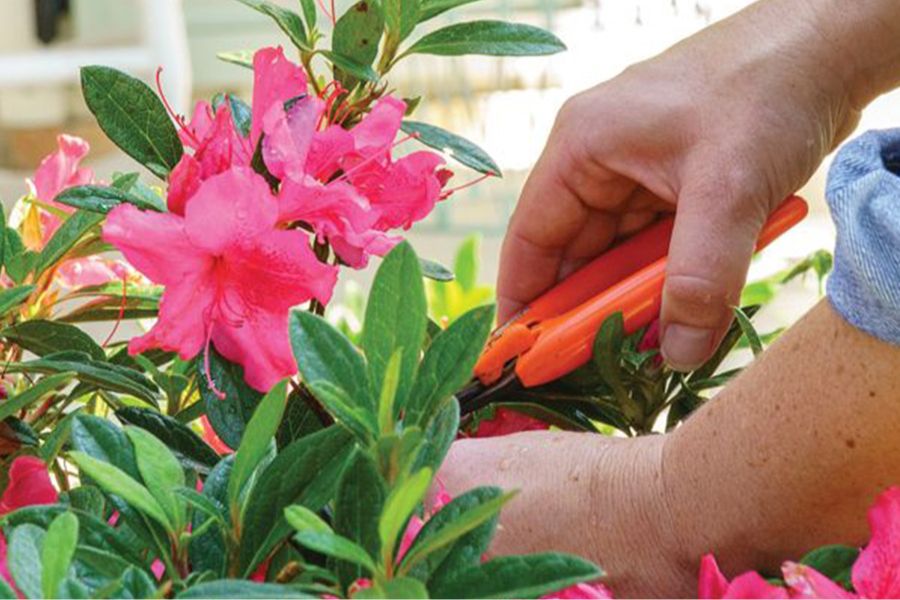 Cắt tỉa cành hoa Đỗ Quyên đúng cách để giúp cây ra hoa thuận lợi hơn.