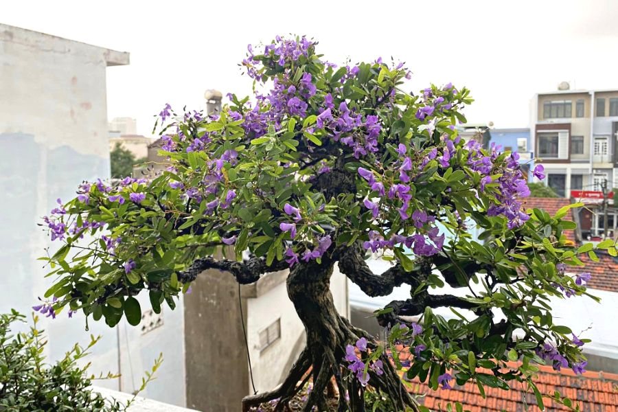 Đặc điểm dễ nhận biết của giống cây này là hoa màu tím, lá nhỏ và xanh.
