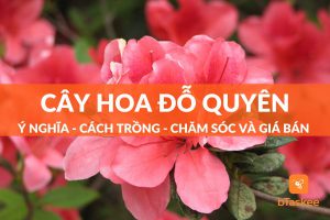 cây đỗ quyên