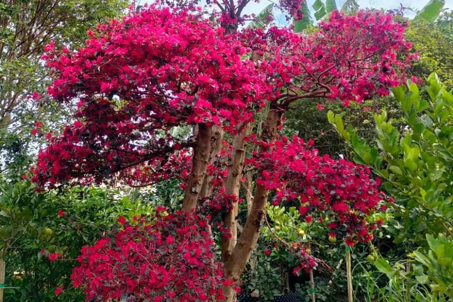 Cây hồng phụng có thể thiết kế cây cảnh bonsai.