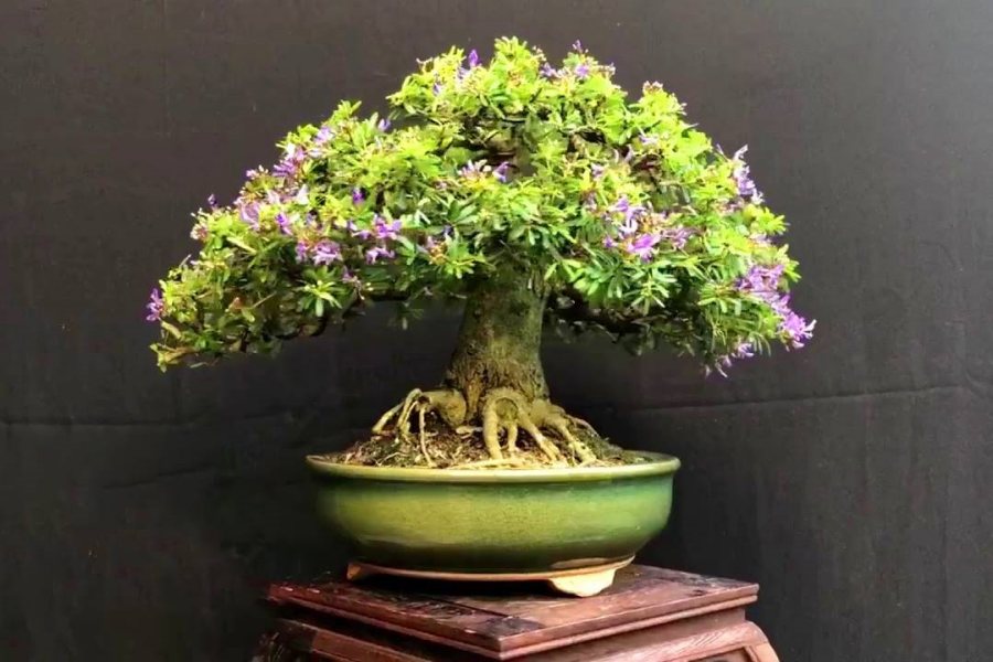 Linh sam có thể uốn thành cây bonsai rất đẹp và trang nhã.