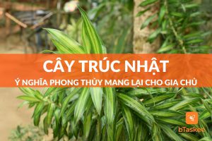 cây trúc nhật