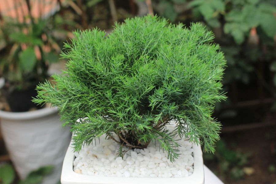 Cây Tùng Lá Văn Trúc là một loại thực vật thân gỗ.