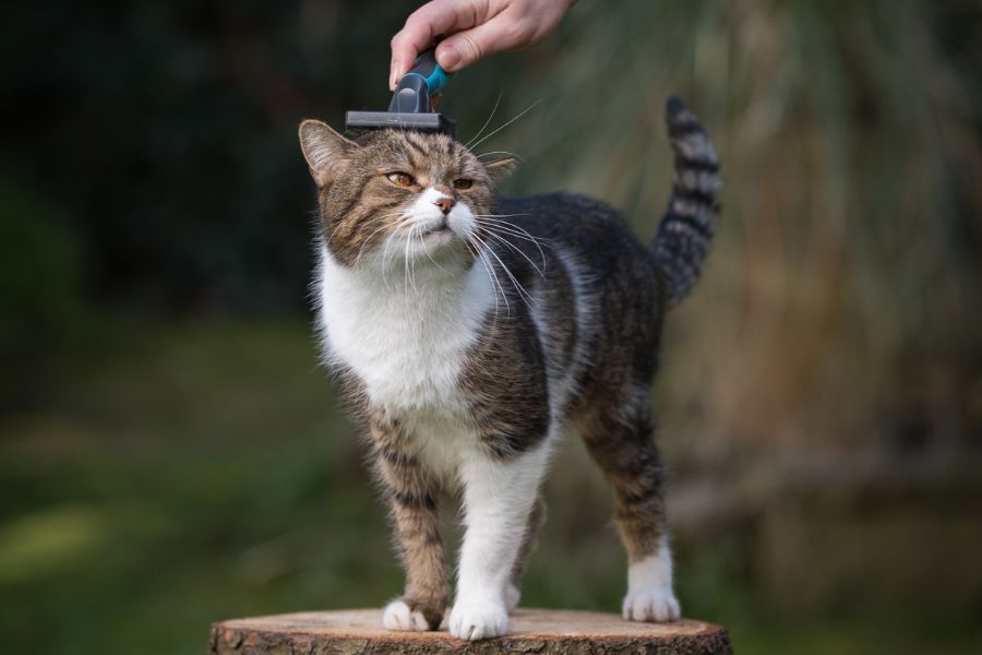Chải lông thường xuyên cho mèo Calico bằng lược thưa chuyên dụng.