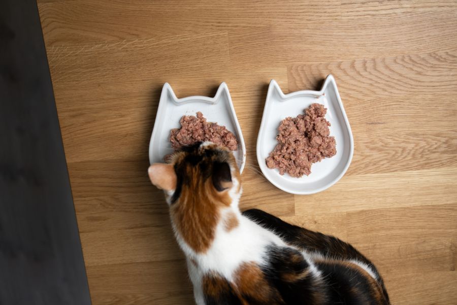 Bổ sung đầy đủ protein cùng các chất dinh dưỡng cần thiết cho sự phát triển của mèo tam thể.