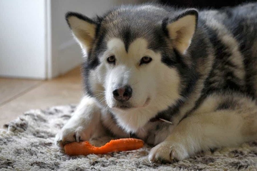 Nên cho Alaska ăn thực phẩm chín và được chế biến riêng dành cho chó.