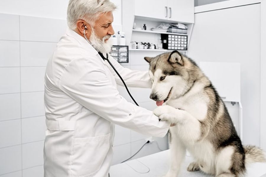 Chó Alaska mang thai cần được thăm khám thường xuyên.