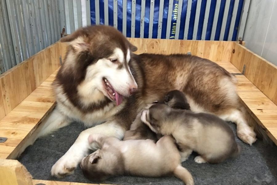 Chó Alaska mới đẻ cần được ấm áp và sống cùng mẹ.