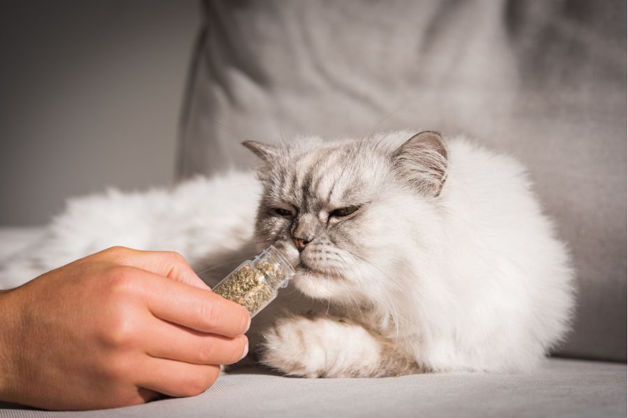 Sử dụng catnip hợp lý giúp hạn chế chứng trầm cảm ở mèo.