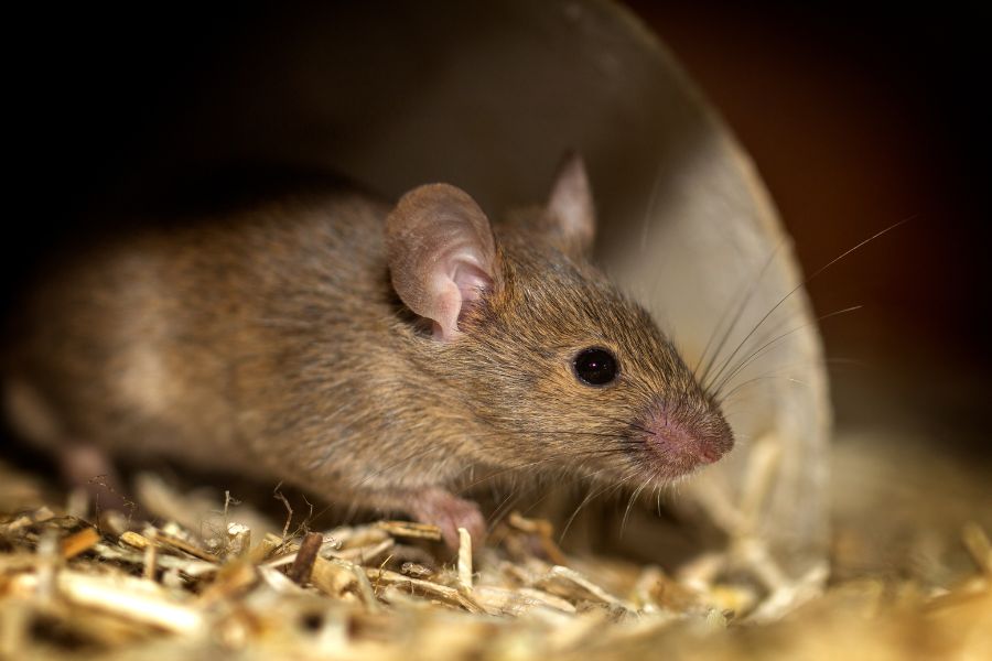Chuột có mùi hôi là do nó tiết ra các chất pheromone khác nhau để truyền tín hiệu.