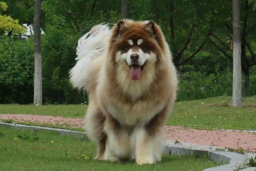 Chó Alaska có nguồn gốc từ Nga.