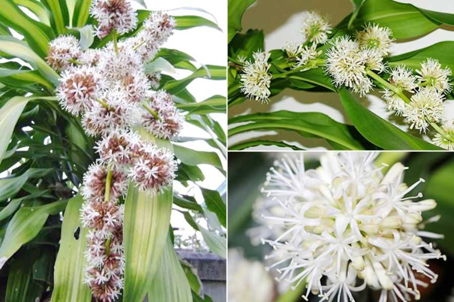 Hoa của loài cây này có hương thơm thoang thoảng rất dễ chịu.
