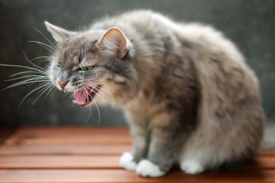 Một số dấu hiệu thường xuất hiện khi mèo thở gấp mà gia chủ nên biết để kịp thời chữa trị cho thú cưng.