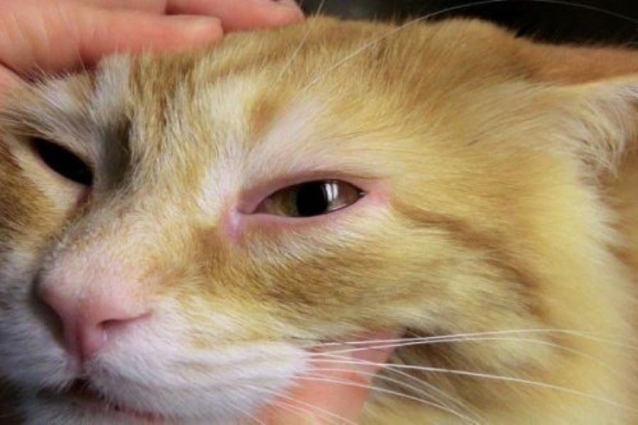 Nguyên nhân, triệu chứng và cách điều trị khi mèo bị đau mắt đỏ mà ai cũng nên quan tâm.