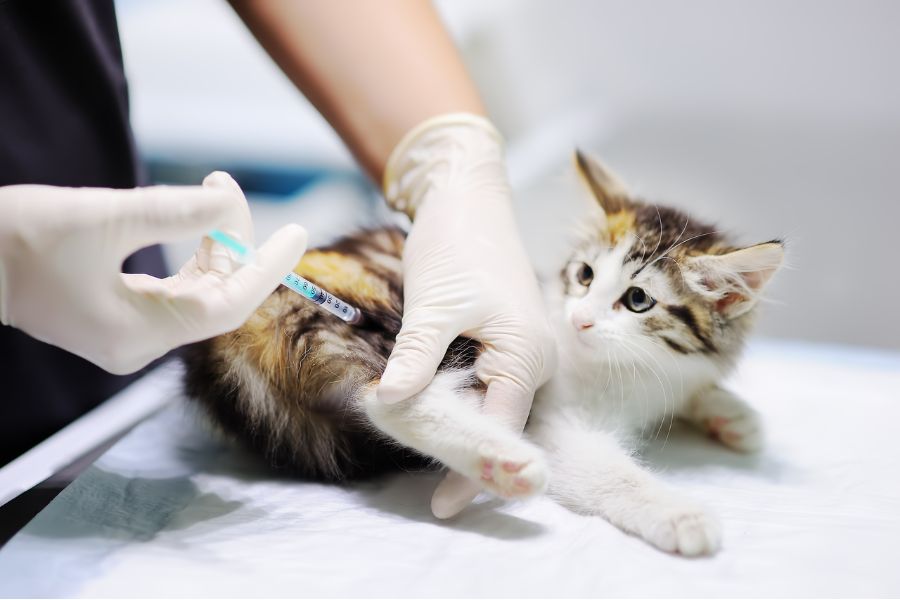 Đưa mèo Calico đến phòng khám thú y để kiểm tra sức khỏe định kỳ, điều trị bệnh kịp thời.