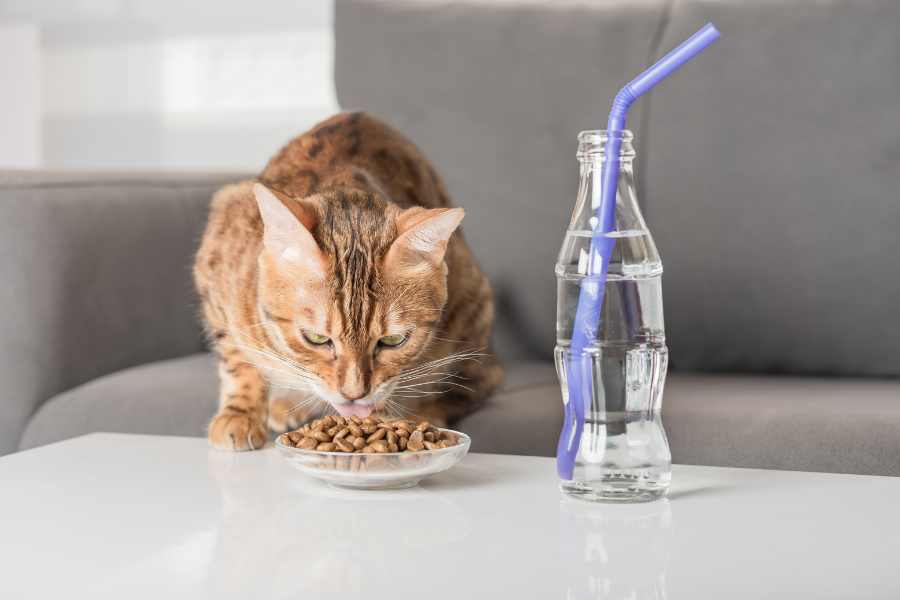 Với mỗi giai đoạn, mèo Bengal sẽ cần cung cấp chế độ dinh dưỡng riêng.