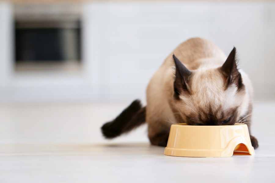 Đối với mỗi giai đoạn, mèo cần có chế độ dinh dưỡng khác nhau.