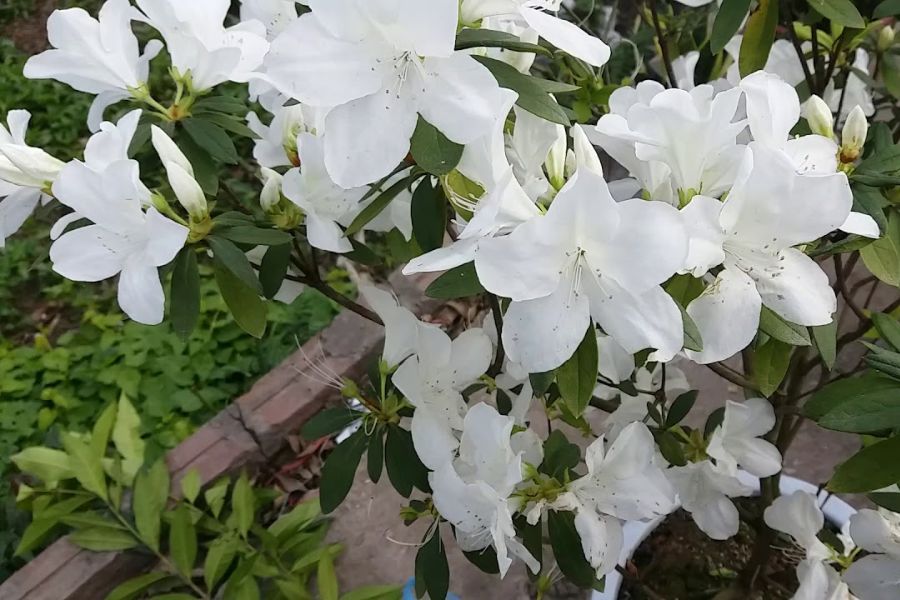 Hoa Đỗ Quyên trắng thuần khiết.