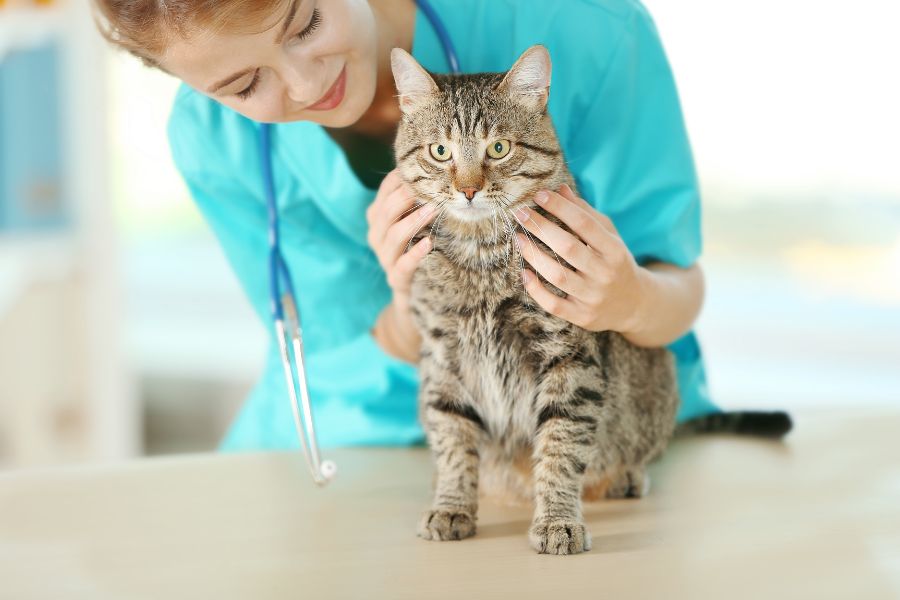 Đưa mèo đi khám bác sĩ thú y là cách hiệu quả nhất để chữa trị bệnh trầm cảm.