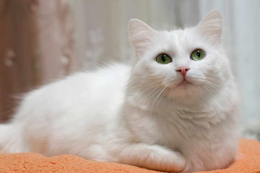 Mèo Angora thuần chủng có giá dao động từ 35.000.000 đến 59.000.000 đồng.