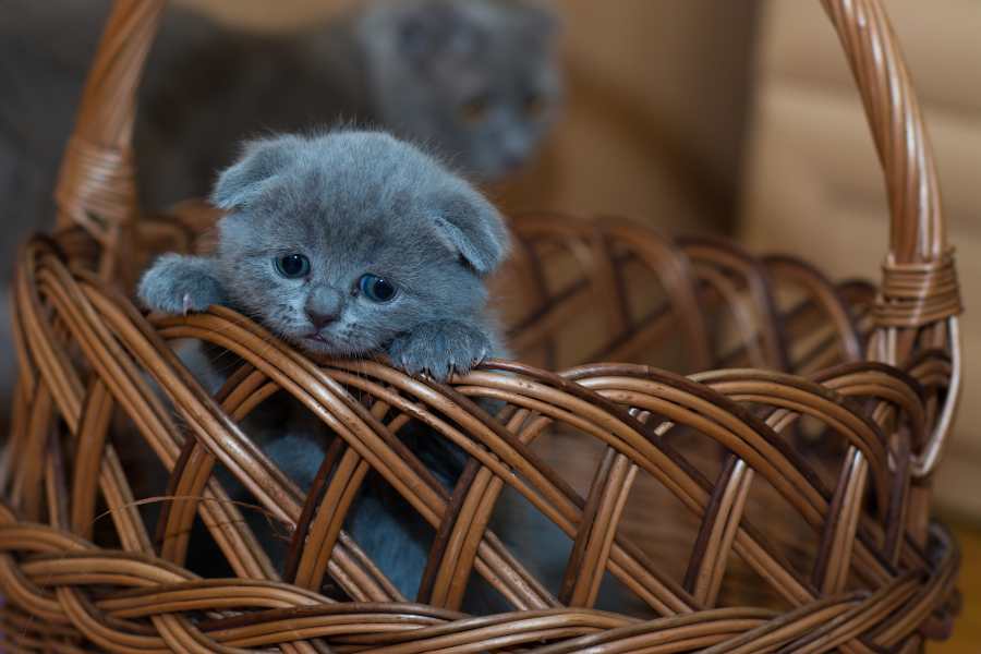 Giá thành của mèo Nga sẽ có khác biệt phụ thuộc vào độ thuần chủng, màu lông,...
