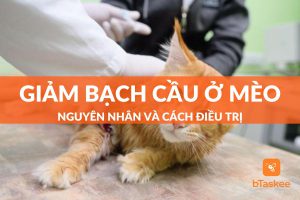 giảm bạch cầu ở mèo