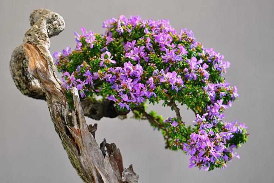 Cây linh sam được coi là một trong số những cây có ý nghĩa phong thủy tốt.