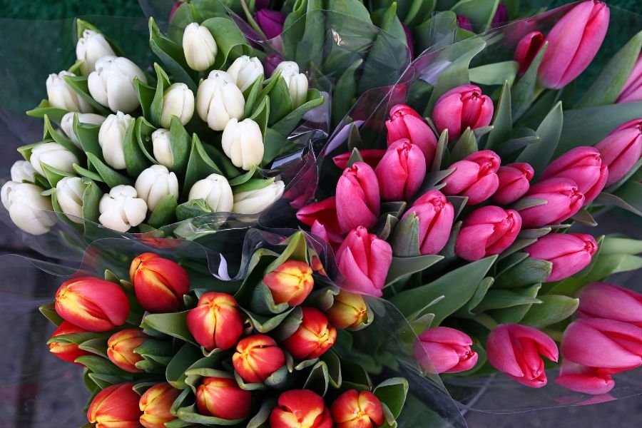 Hoa Tulip là hiện thân của tiền tài, sự nổi tiếng, danh vọng và tình yêu vẹn tròn.