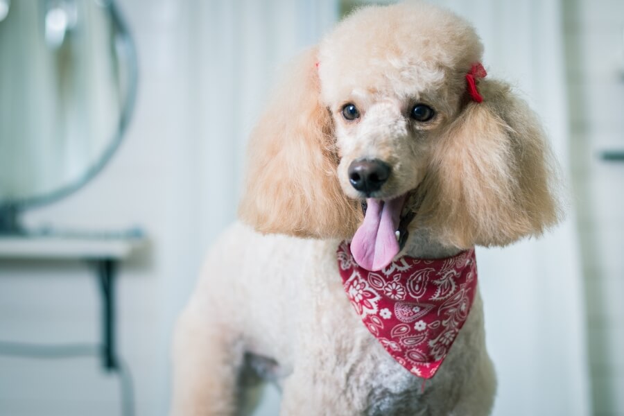 Kiểu lông chó Poodle style Hà Lan đậm chất “tiểu thư”.