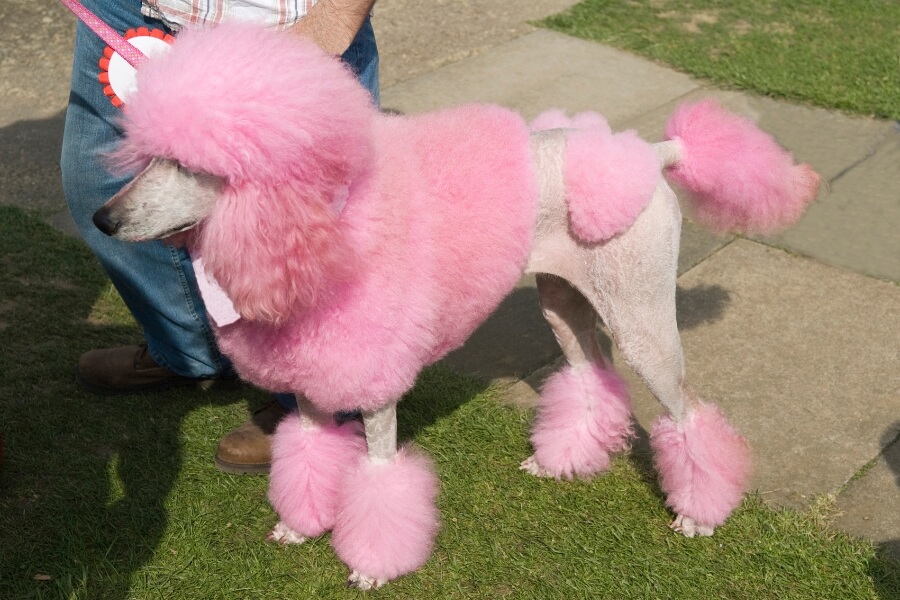 Kiểu lông chó Poodle tạo hình sư tử độc lạ.