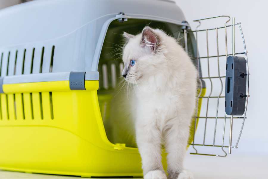 Mua mèo tại những địa chỉ uy tín, có tên tuổi để đảm bảo về độ thuần chủng.