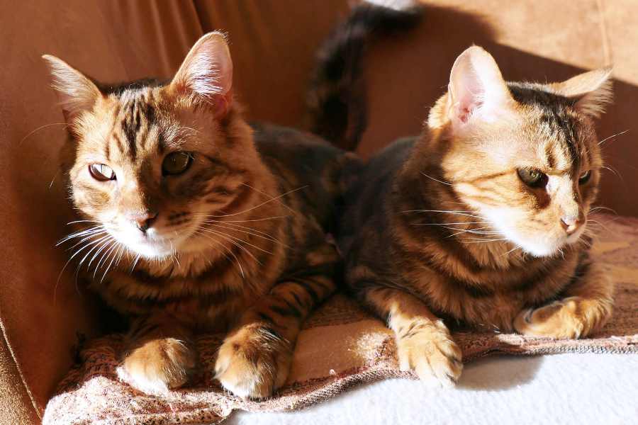 Màu lông mèo Bengal phổ biến nhất là vằn đen, màu cẩm thạch và màu nâu cốm.