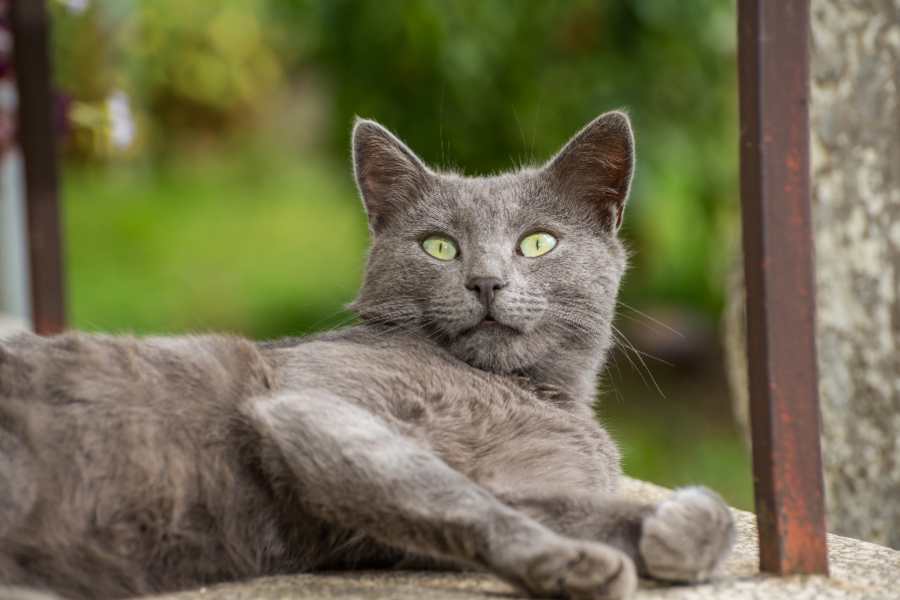 Giống mèo Nga thuần chủng sẽ có màu lông xám và có một số đốm trắng nhỏ.