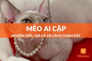 mèo ai cập