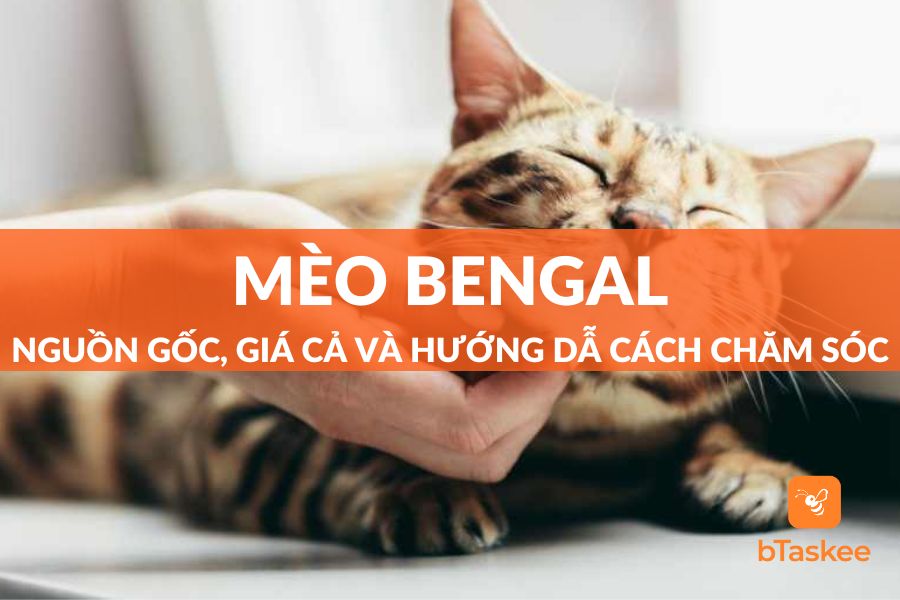 mèo bengal, giống mèo bengal; loài mèo bengal