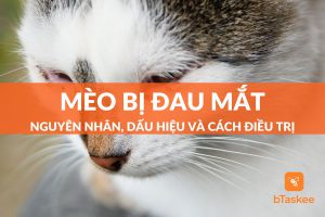 mèo bị đau mắt