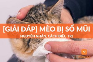 mèo bị sổ mũi