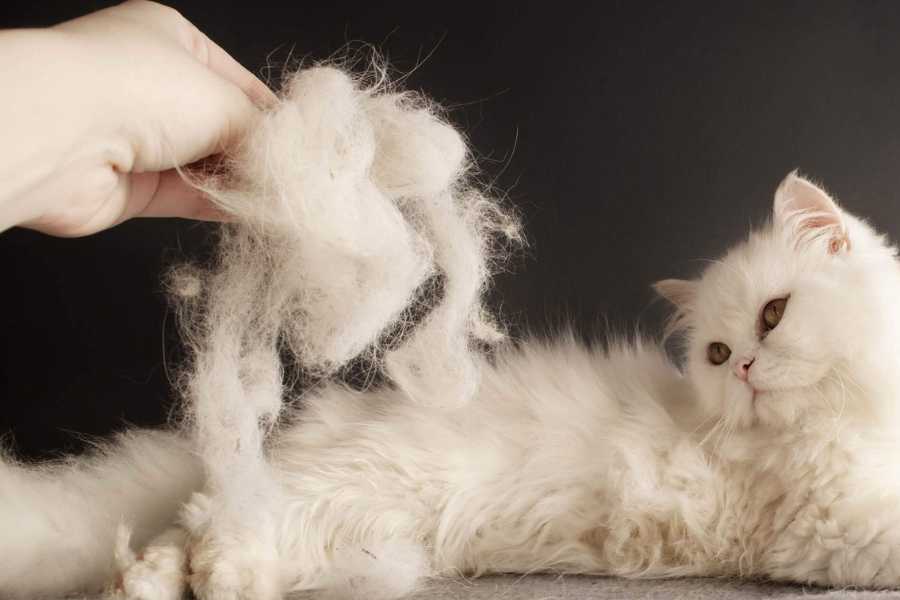 Mèo bị rụng nhiều lông mà không rõ nguyên nhân.