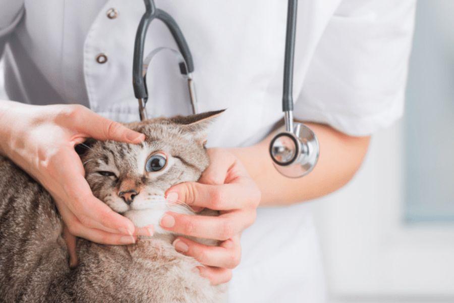 Mèo bị đau mắt do viêm giác mạc nhẹ có thể điều trị tại nhà và nên đưa đến bác sĩ thú ý nếu có biểu hiện trở nặng.