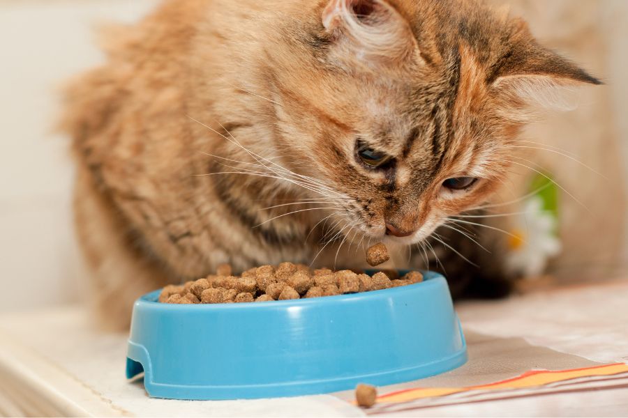 Mèo buồn, trầm cảm thường có dấu hiệu chán ăn, bỏ bữa.