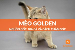 mèo golden