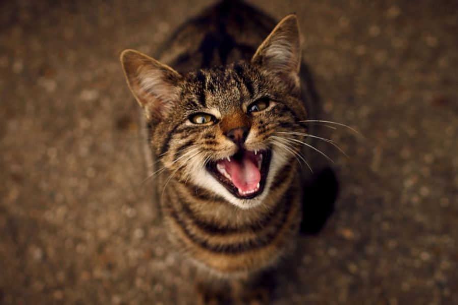 Mèo thường phát ra tiếng kêu vào ban đêm để gây sự chú ý đến chủ nhà hoặc đồng đội.