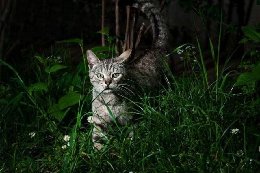 Mèo kêu ban đêm do gặp vấn đề về thị lực hoặc do lớn tuổi với mong muốn nhận được sự giúp đỡ.