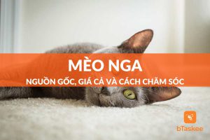 mèo nga