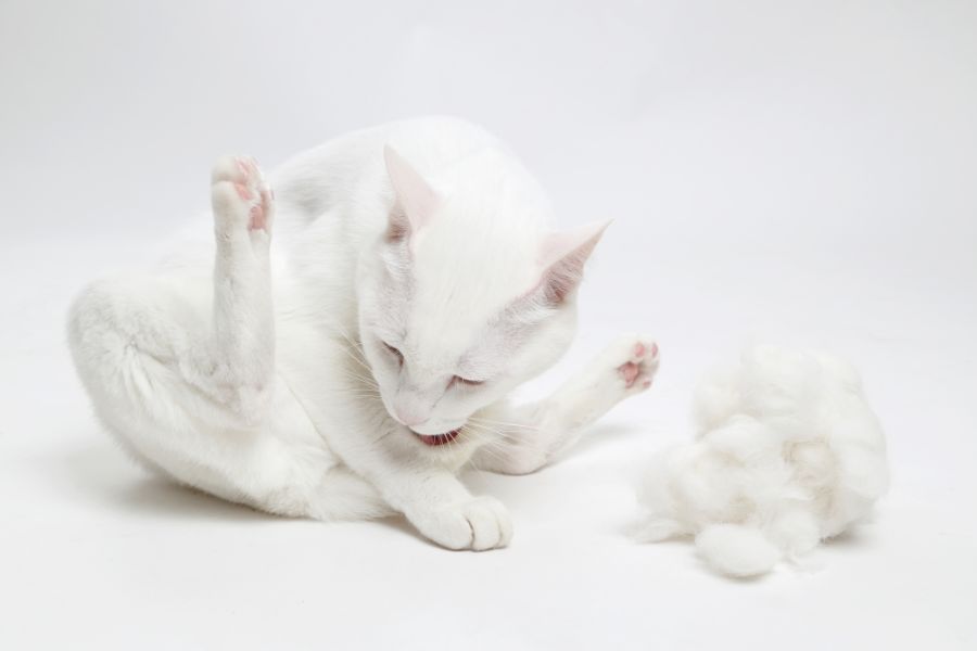 Nguyên nhân mèo bị nôn ra thức ăn khô là do búi lông trong dạ dày.