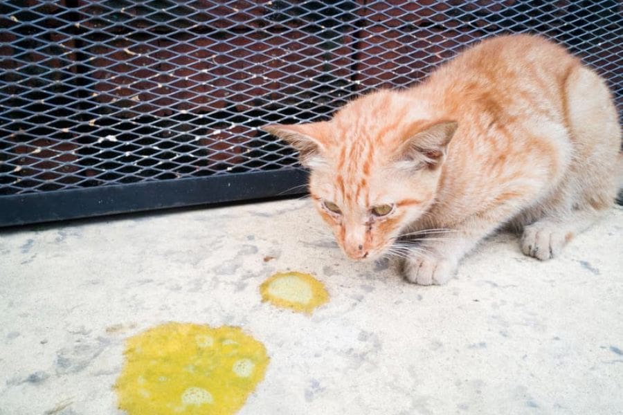 Mèo bị nôn ra thức ăn đi kèm cùng dịch vàng.