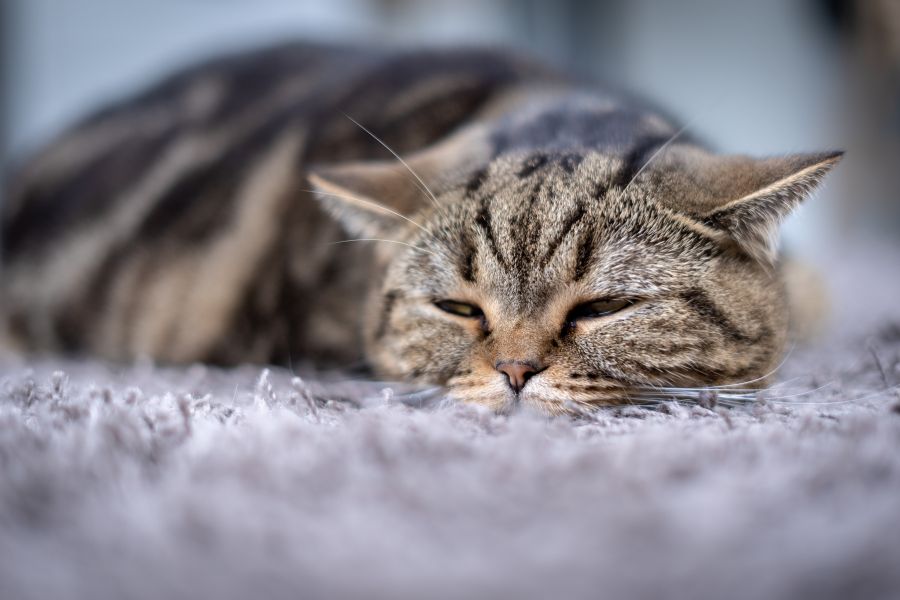 Mèo bị trầm cảm thường ngủ nhiều hơn 16 tiếng/ngày.