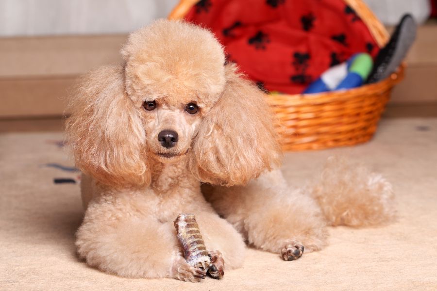 Miniature Poodle được ưa chuộng ở nhiều nước trên thế giới.