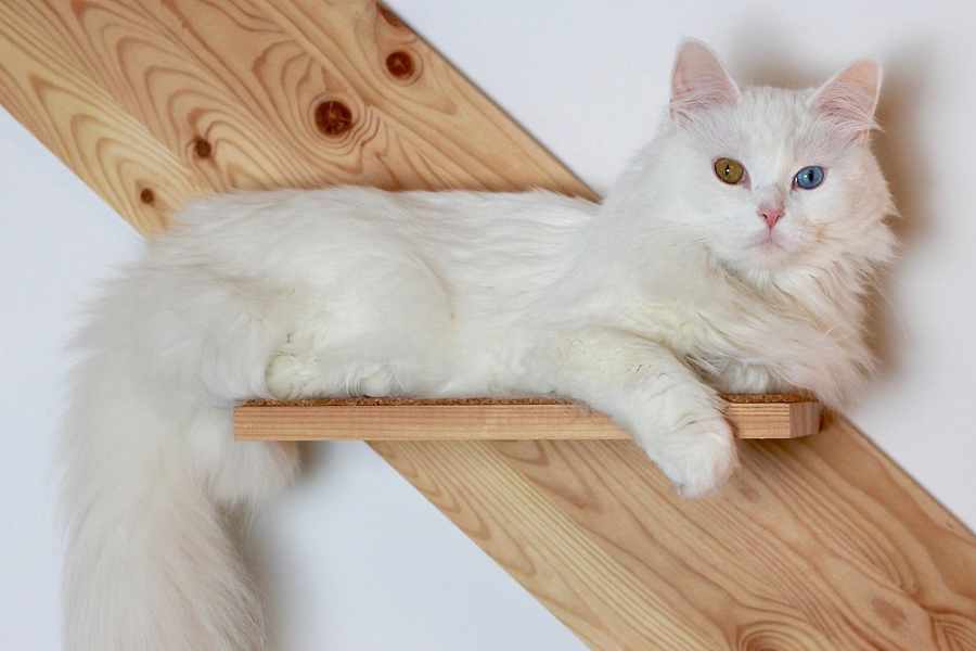 Mèo Angora Thổ Nhĩ Kỳ thường có thân hình mảnh mai và cân đối.