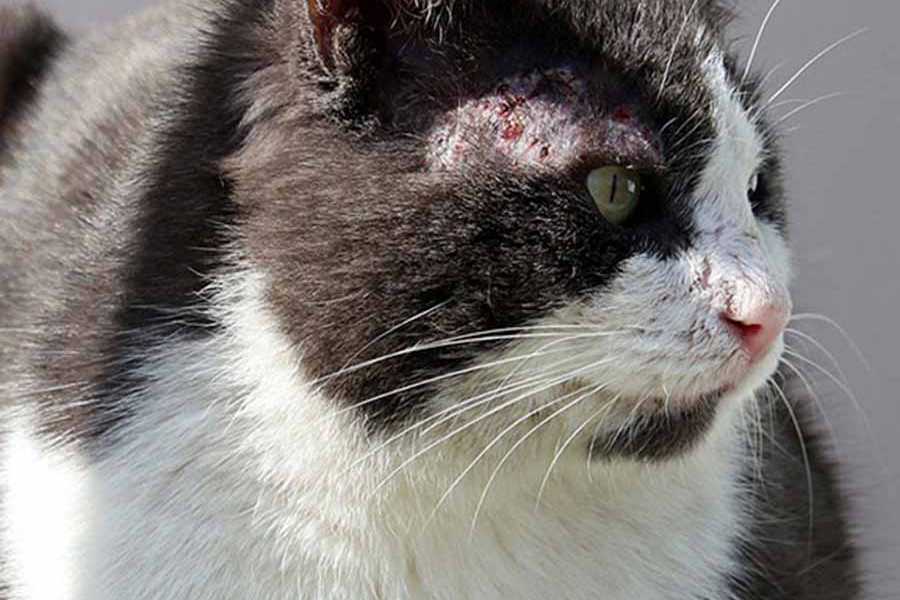 Bệnh viêm da do nấm gây ra, thường sinh ra do mèo mắc một loại bệnh khác.